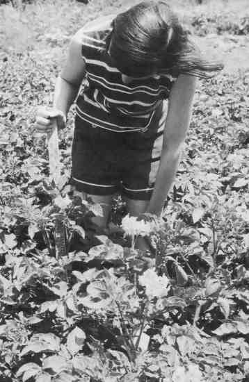 The potatoes we planted March 15 stand 30 inches tall at flowering time, with spreading foliage that provides a moisture-preserving shade during dry spells. Rows in this photo are 30 inches apart and plants are spaced 18 inches between in the rows. Harvesting begins in early June.